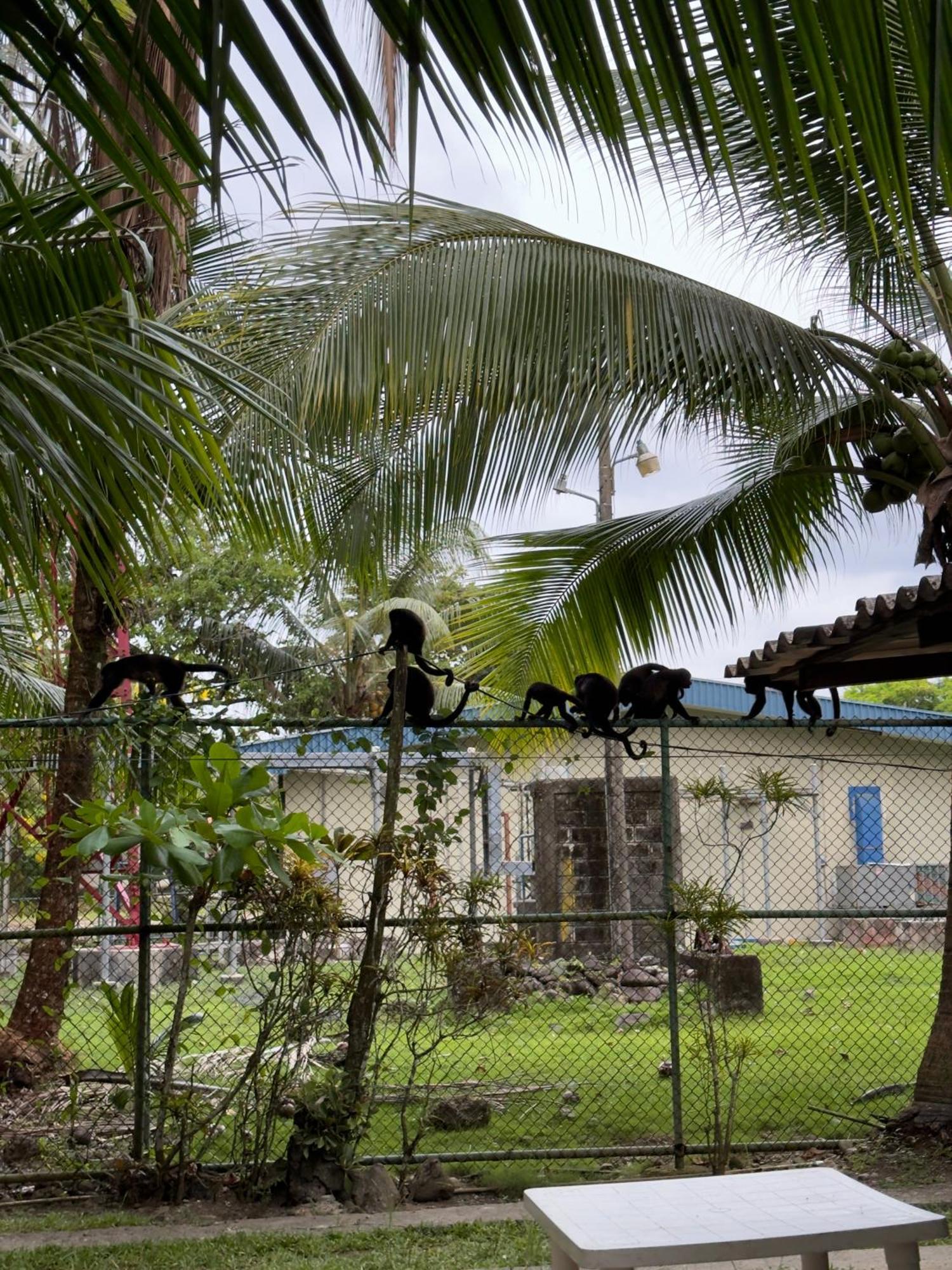 Hostel Casa Mamre Cahuita Exterior foto